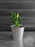 Необычное растение Альбука