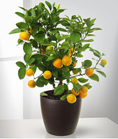 Мандариновое дерево