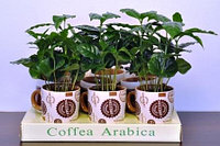 Растение кофе арабика