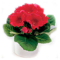 Синнингия глоксинья