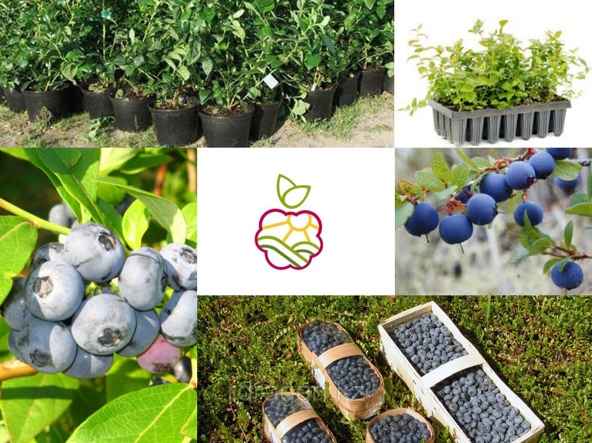 Порнодағы Дилан Райдер