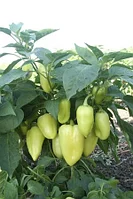 Гавриш Семена, Перец "Эривань" 1000 семян