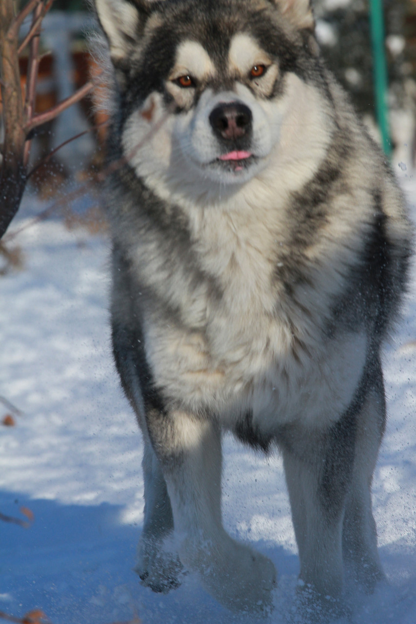 Маламут Собака Фото Цена Щенка