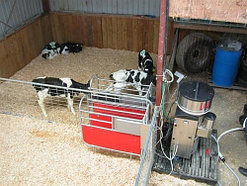 Автоматическая система выпойки телят Lely Calm