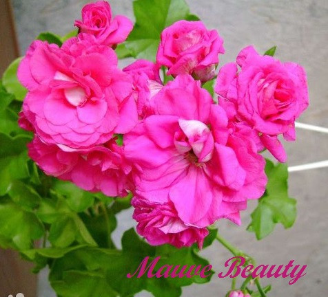 Mauve Beauty  взрослые, фото 1