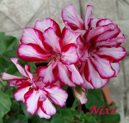 Nixe /подрощенное растение