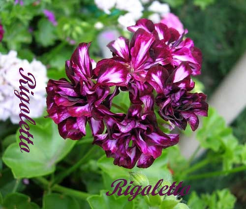 Rigoletto
