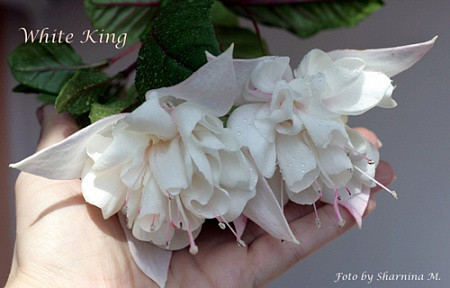 White King / подрощенное растение