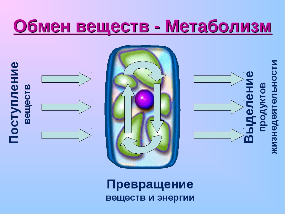 Нарушение обмена веществ. Комплекс