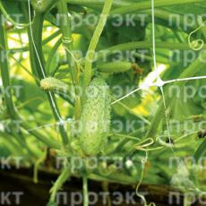 Сетка шпалерная для огурцов, для цветов в рулонах, 2м х 500 м, российское качество - фото 4 - id-p39564254