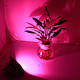 Фитолампа светодиодная досветка для рассады и комнатных растений, фото 4