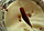 Патчи вокруг глаз борьба с морщинами, экстракт соцветия османтуса OSMANTHUS MASK, фото 2