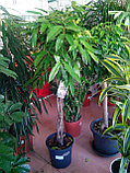 Фикус Амстел Кинг 150см, фото 3