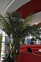 Искусственные растения Palm 1347LVS