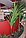 Искусственные растения Dragenea 2Trunks 44LVS, фото 3