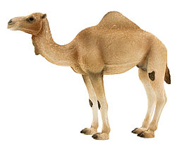 Mojo Арабский Верблюд