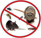 Уничтожение мышей в Актау