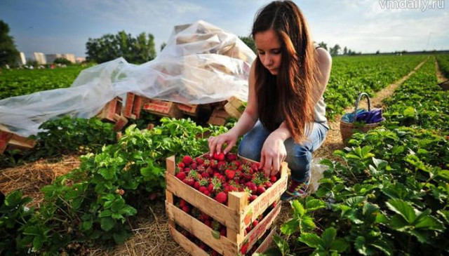 Посадка клубники в казахстане. 56023547 56023547. Посадка клубники в казахстане фото. Посадка клубники в казахстане-56023547 56023547. картинка Посадка клубники в казахстане. картинка 56023547 56023547. Посадка клубники — дело приятное и прибыльное. Каждый дачник, планирующий выращивать у себя на участке эту культуру, хочет получить много красивых, крупных и вкусных ягод. Их можно употреблять в свежем виде, перерабатывать, делать заготовки на зиму, а если урожай большой – еще и продавать. О том, когда сажать клубнику и как делать это правильно, читайте в статье.