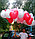 Гелиевые шары на День Святого Валентина в Павлодаре, фото 5