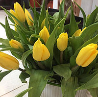 Тюльпаны к 8 марта. Принимаем предварительные заказы. Расцветка тюльпанов различная от нежно-белого до ярко-красного цвета.
