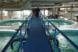 Рыбные комплексы, установка замкнутого водоснабжения -УЗВ .
