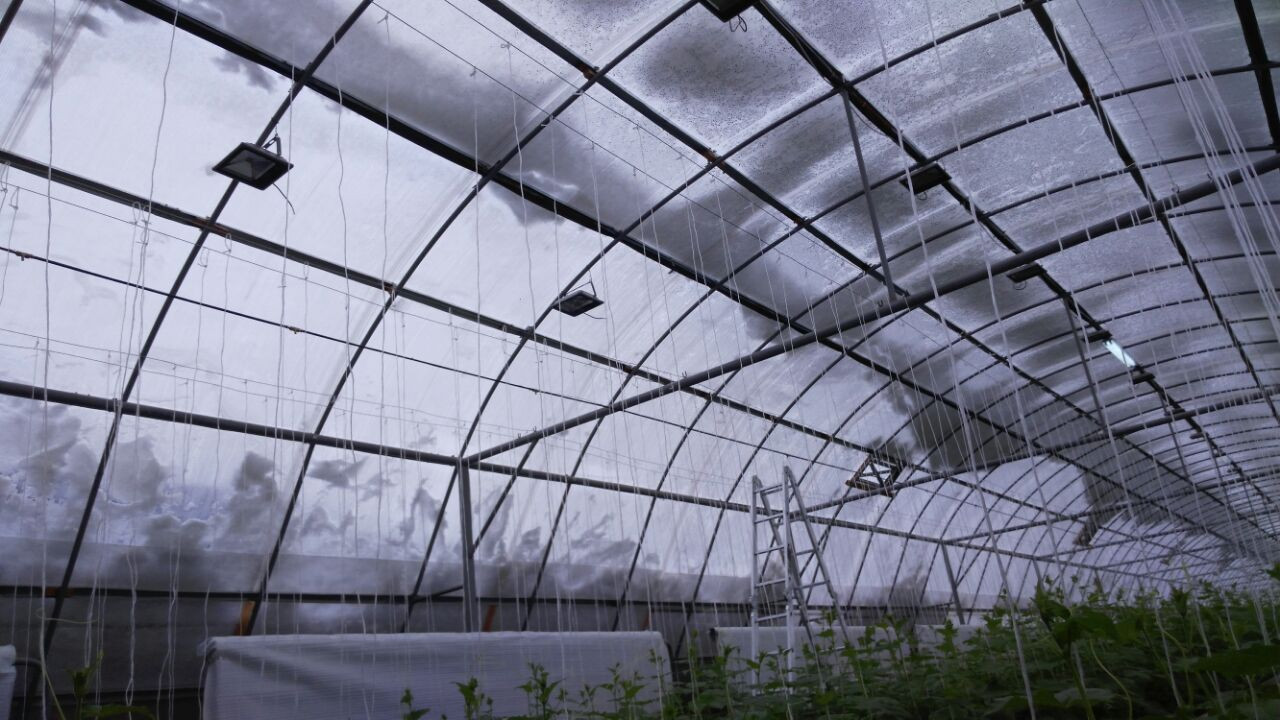 Светотехнический расчет по фитоосвещению теплиц и растений - фото 4 - id-p42494093