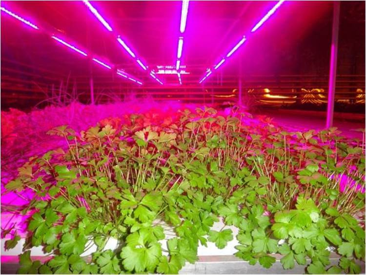 Светотехнический расчет по фитоосвещению теплиц и растений - фото 1 - id-p42494093