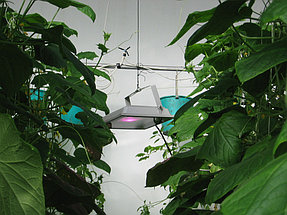 Применение фитопрожекторов полного спектра 50 ватт с влагозащитой IP65 позволяет использовать в тяжелых и очень влажных условиях теплицы и допускает вертикальное орошение огурцов, не причиняя вреда фитосветильникам.