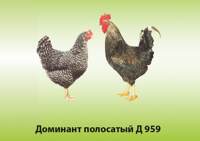 Доминант Куры Расцветки Фото