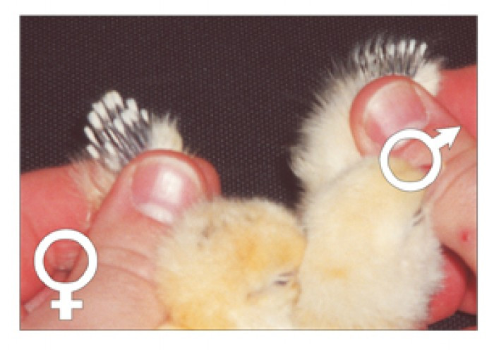 Как определить пол цыпленка? Разведение кур, Домашние цыплята, Птицеводство