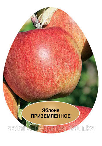 Яблоня Приземленное