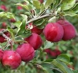 Яблоня Дачное, фото 2