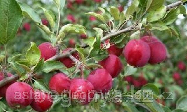 Яблоня  Алтайское багряное