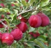 Алтайское румяное яблоня