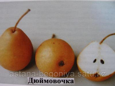 Груша Дюймовочка