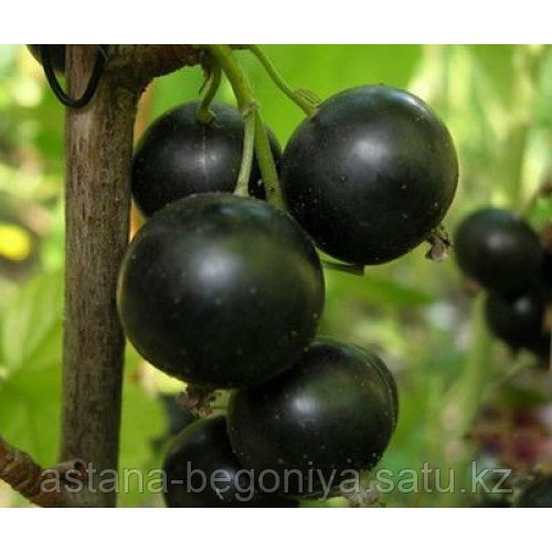 Смородина черная Селеченская
