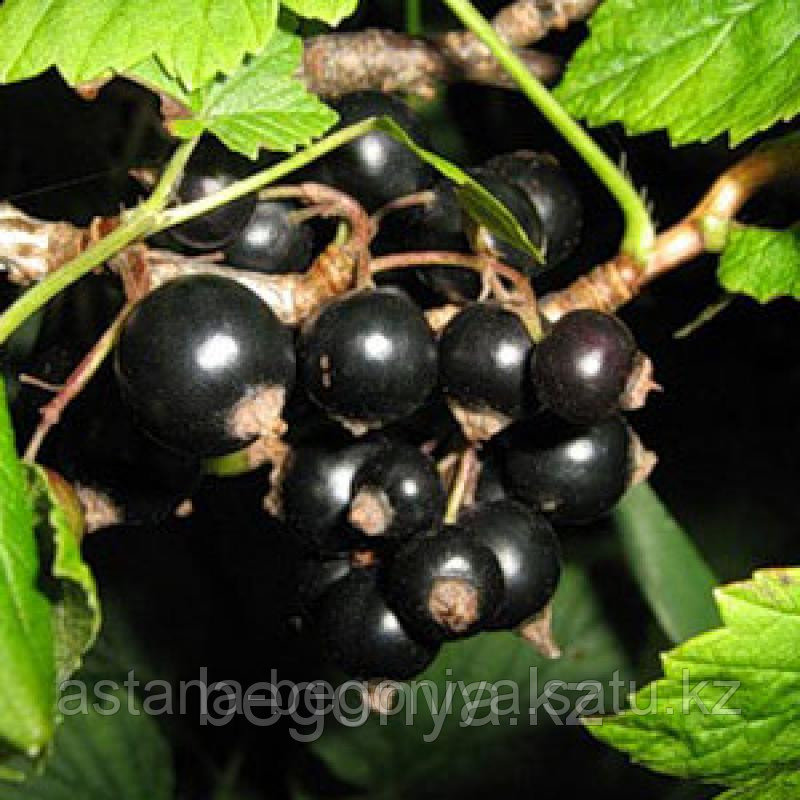 Смородина черная Дашковская - фото 1 - id-p2604820