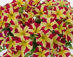 Amore Queen of Hearts №511 / подрощенное растение