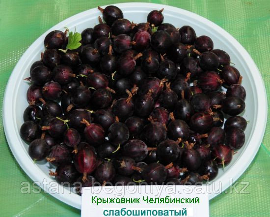 Крыжовник Челябинский слабошиповатый