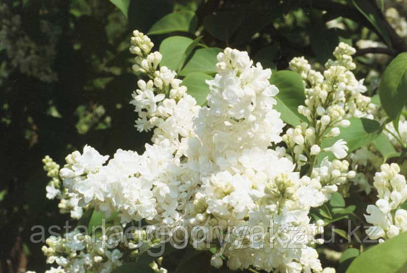 Сирень Жанна дАрк