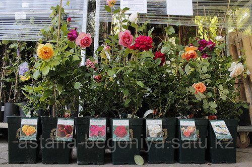 Саженцы роз в горшках - фото 1 - id-p2608438
