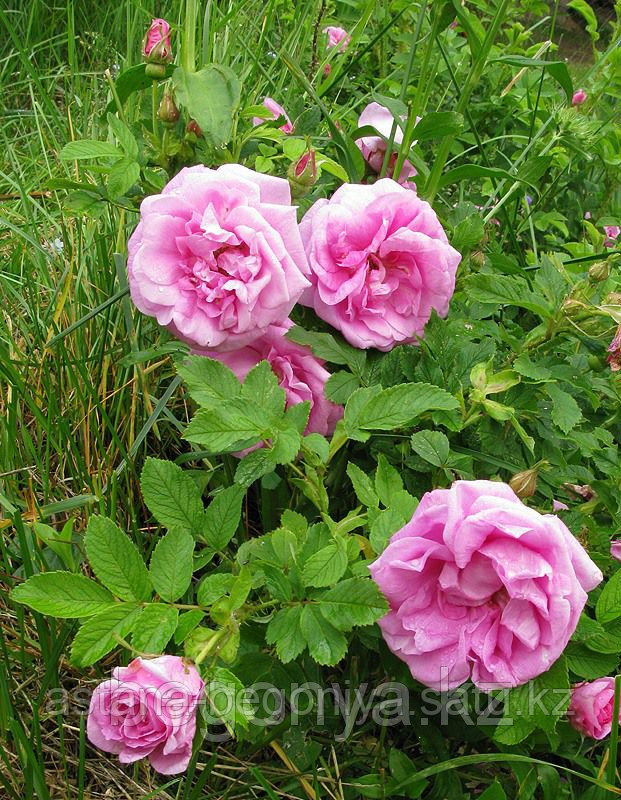 Роза морщинистая - фото 1 - id-p2608441