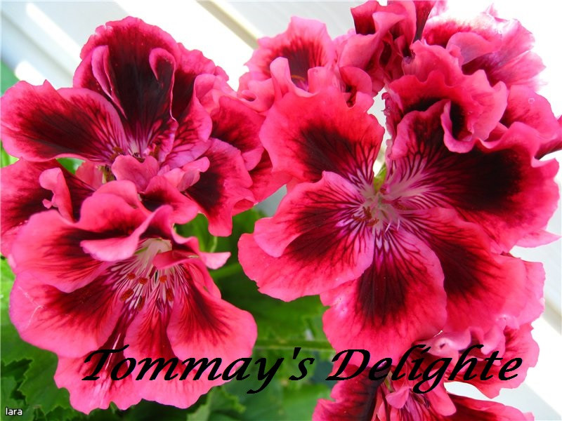 Tommay's Delighte / подрощенное растение