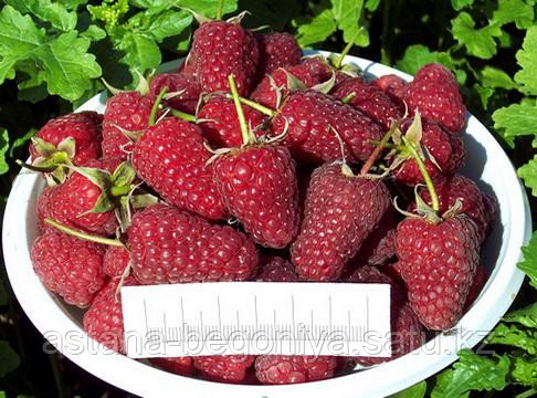 Малина ремонтантная