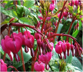 Дицентра Валентина Dicentra Valentine
