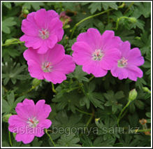 Герань Geranium sangu Max Frei