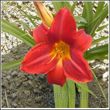 Лилейник Hemerocallis Anzac