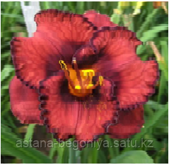 ЛИЛЕЙНИК Hemerocallis Berrylicious