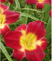 ЛИЛЕЙНИК Hemerocallis Christmas Is