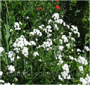 Тысячелистник Жемчужница Achillea ptarmica